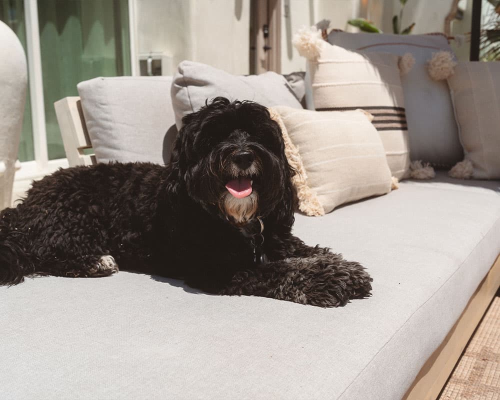 A black dog relaxes on a light-colored sofa adorned with soft pillows.